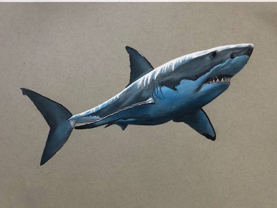 3D Shark Drawing