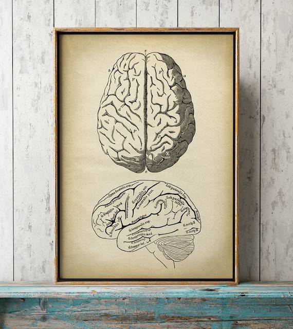 Anatomical Brain Sketch