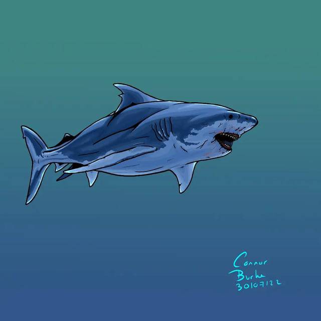 Animated Shark Drawing