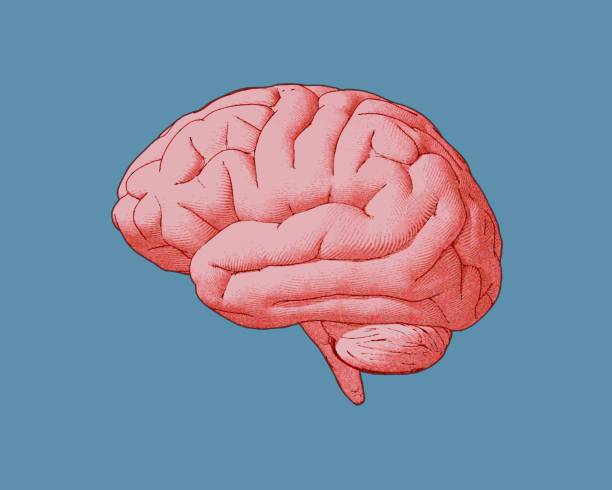 Brain Colour Drawing