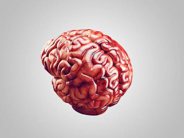 Brain Drawing Color