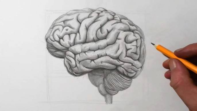 Brain Drawing With Labels Easy