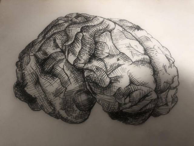 Brain Model Drawing