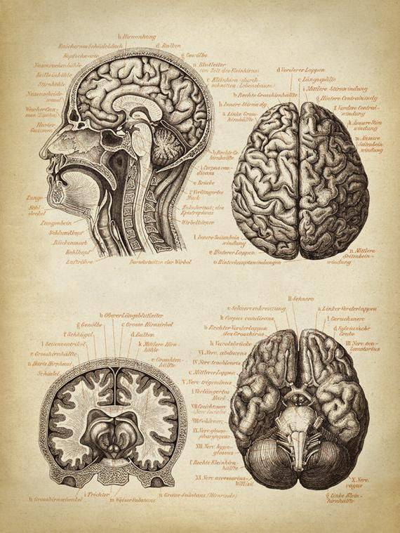 Cajal Brain Drawings