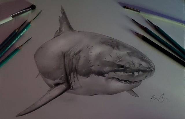 Detailed Shark Drawing