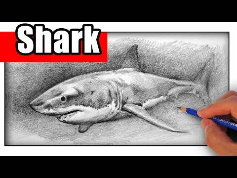 Draw 50 Sharks