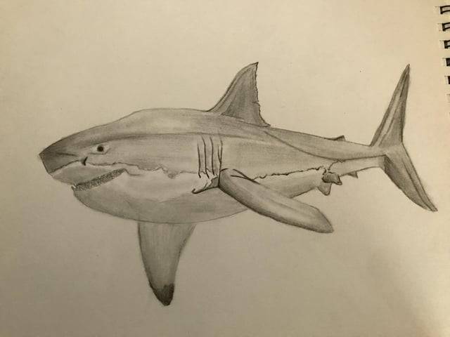 Draw Cute Shark