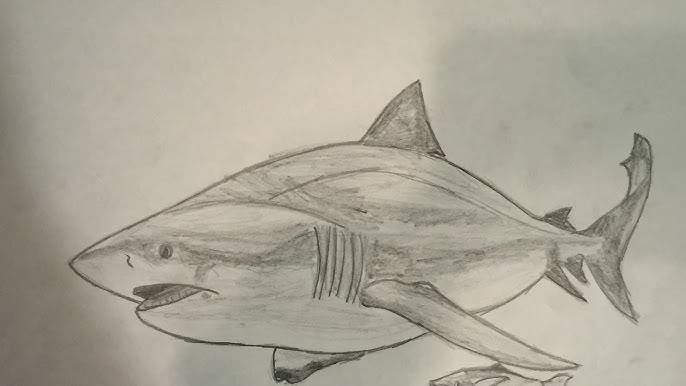 Drawing Of A Great White Shark