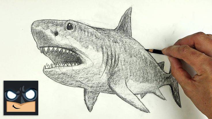 Drawing Of Megalodon