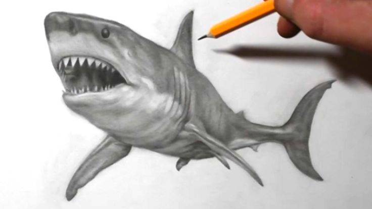 Drawing Shark Drawing