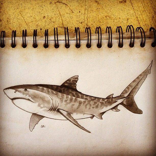 Drawings Of Cartoon Sharks