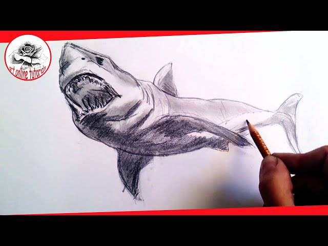 Easy Great White Shark Drawing