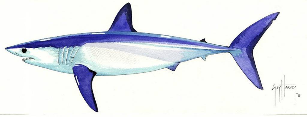 Great White Shark Drawing Color