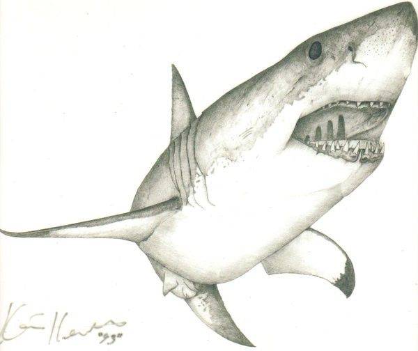 Great White Shark To Draw