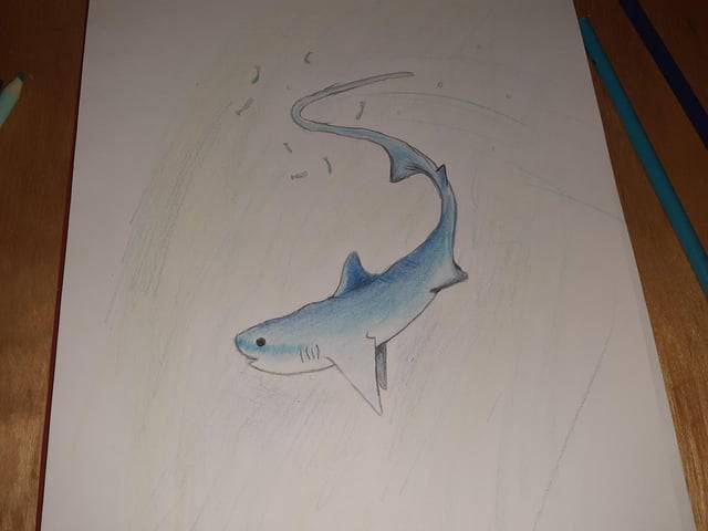 Mako Shark Drawing