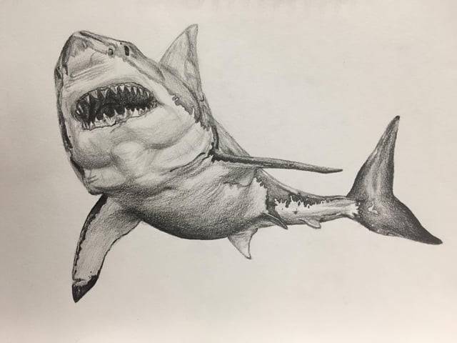 Mama Shark Drawing