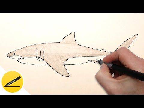 Megalodon Cartoon Drawing