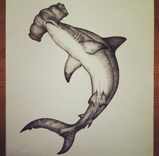 Megalodon Shark Sketch