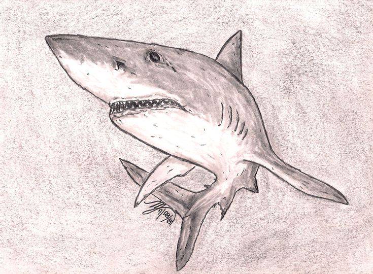 Realistic Tiger Shark Drawing