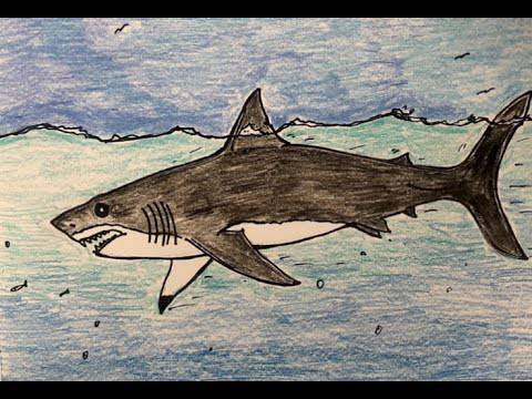 Saw Shark Drawing