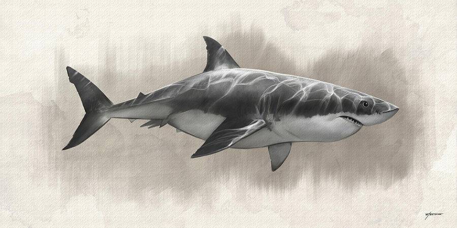 Shark 3D Drawing