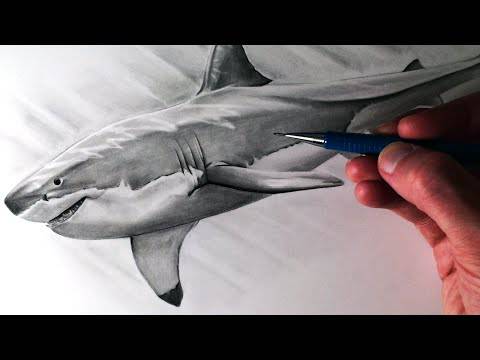 Shark Art Drawing