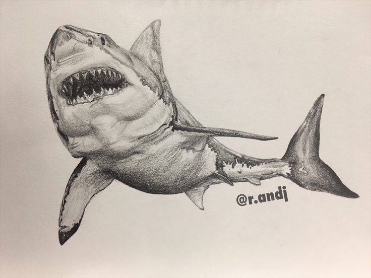 Shark Cartoon Easy To Draw