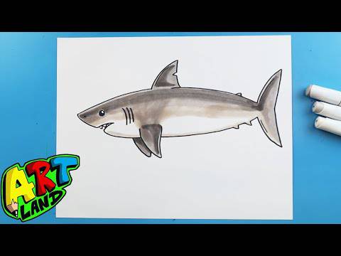 Shark Directed Drawing