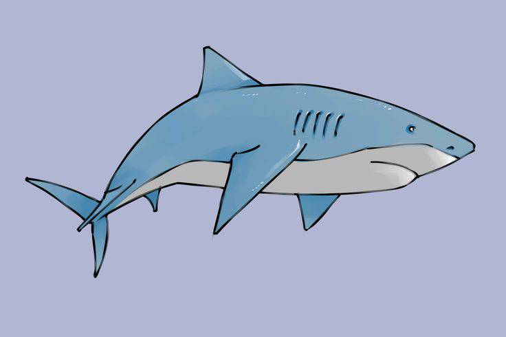 Simple Drawing Shark