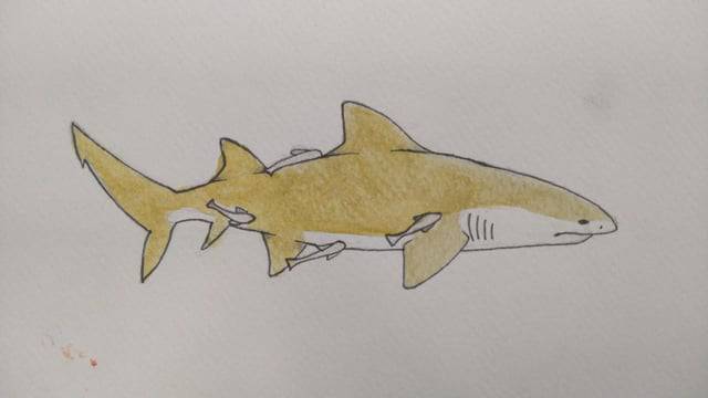 Small Shark Drawing