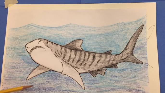 Zebra Shark Drawing