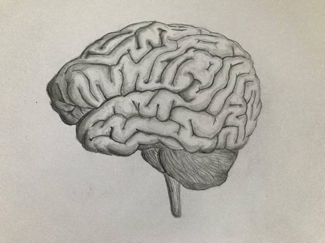 50+ Basic Brain Drawing Ideas