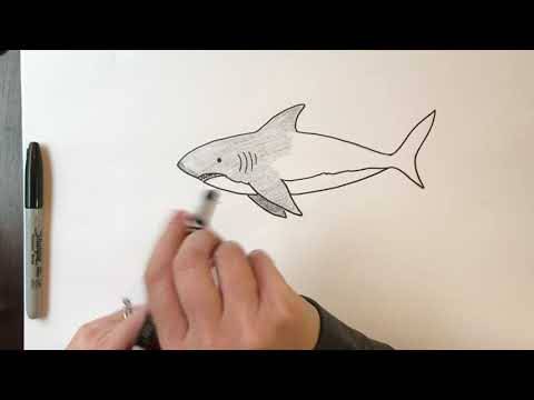 103+ Simple Shark Drawing Ideas